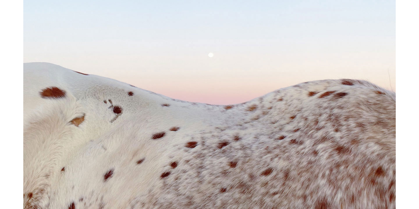 A painting of a white and brown appaloosa horse from the shoulders to the rear with a blue, purple, and orange background.